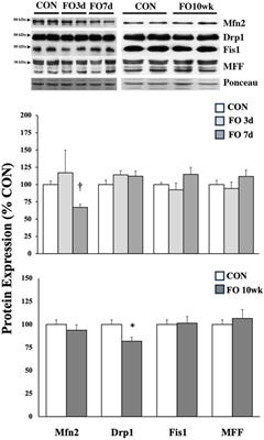Temporal expression of mitochondrial life cycle markers during acute and chronic overload of rat plantaris muscles